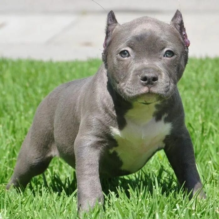 Питбуль собака фото цена щенка купить Pin by Jolande Mooij on Hond Pitbull puppies, Cute dogs, Pitbull dog breed