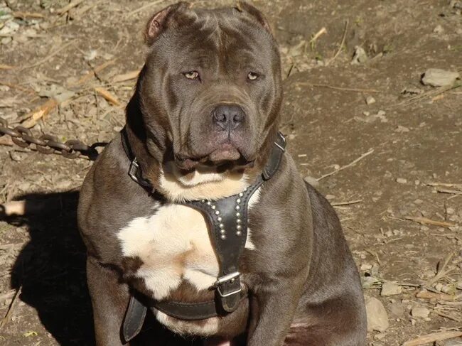 Питбуль в 4 месяца фото Big Head! American Bully Pitbull Dog