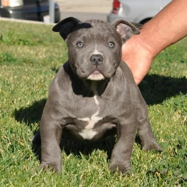 Питбуль в 4 месяца фото American Pitbull Terrier American bully, American pitbull terrier, Bully xxl