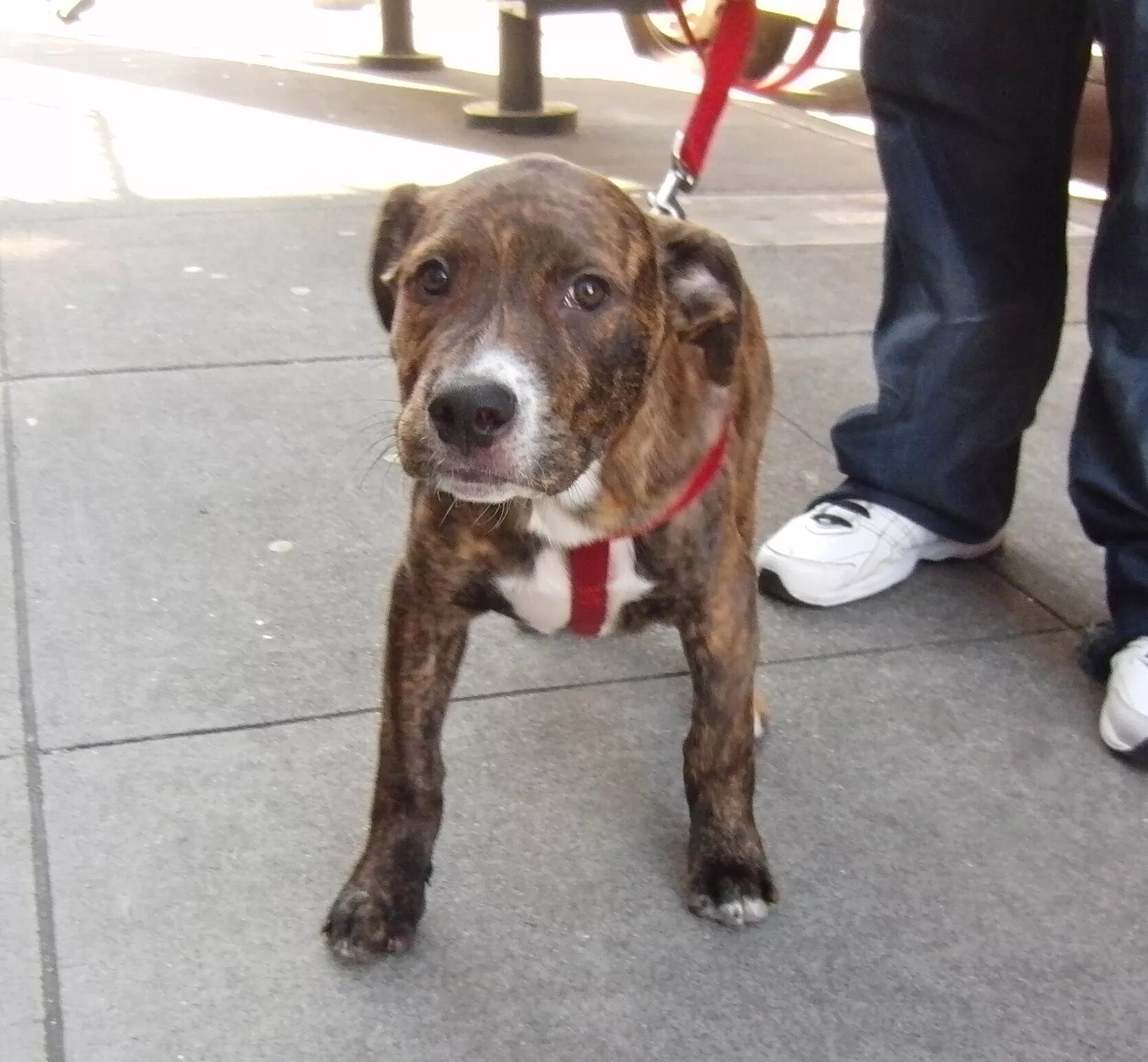 Питбуль в 4 месяца фото PIT BULLS! The Dogs of San Francisco