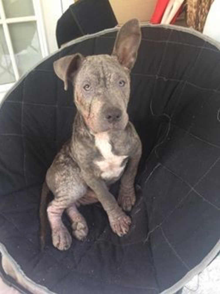 Питбуль в 4 месяца фото Tiny Puppy Left Tied To A Pole Outside Of A Drugstore To Fend For Himself - PawM