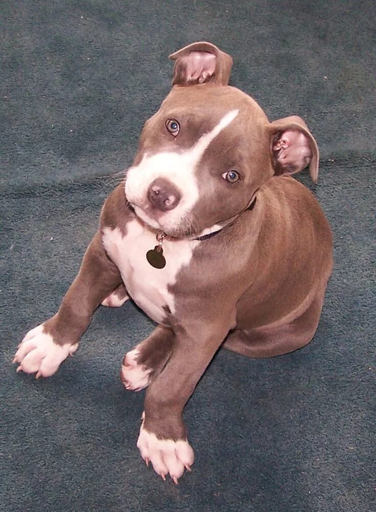 Питбуль в 4 месяца фото 2 pitbulls Pit Bull Pit Bull Puppies: Milo @ 2 1/2 months old Pitbull puppies, N