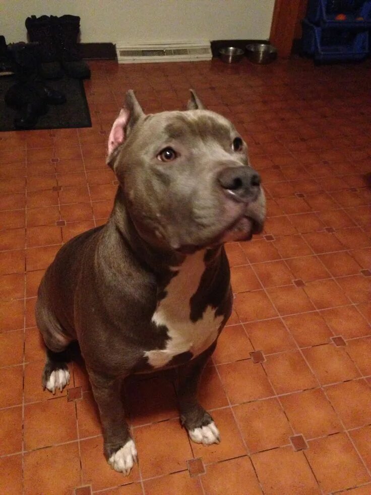Питбули месяц фото #bandentrend.nl Pitbull puppies, White pitbull puppies, Pitbulls