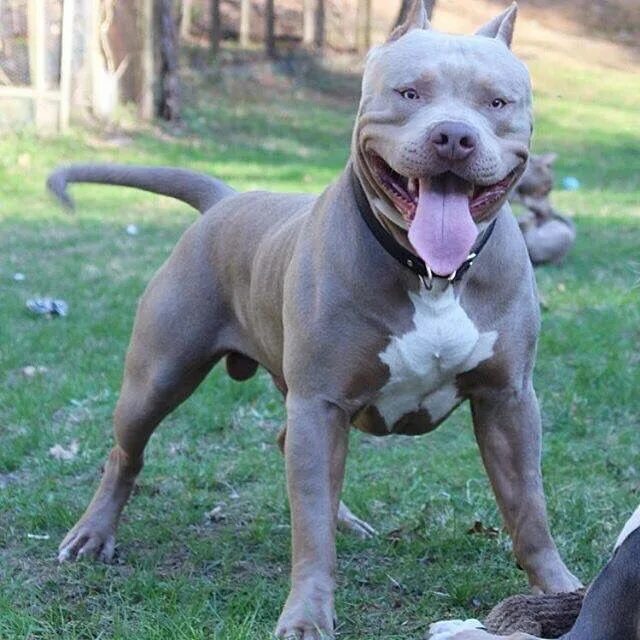 Питбули месяц фото Pin auf Pits Hunde