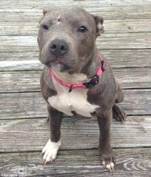 Питбули месяц фото Bacon brings home Misty the rescue puppy who ran away from foster home after bei