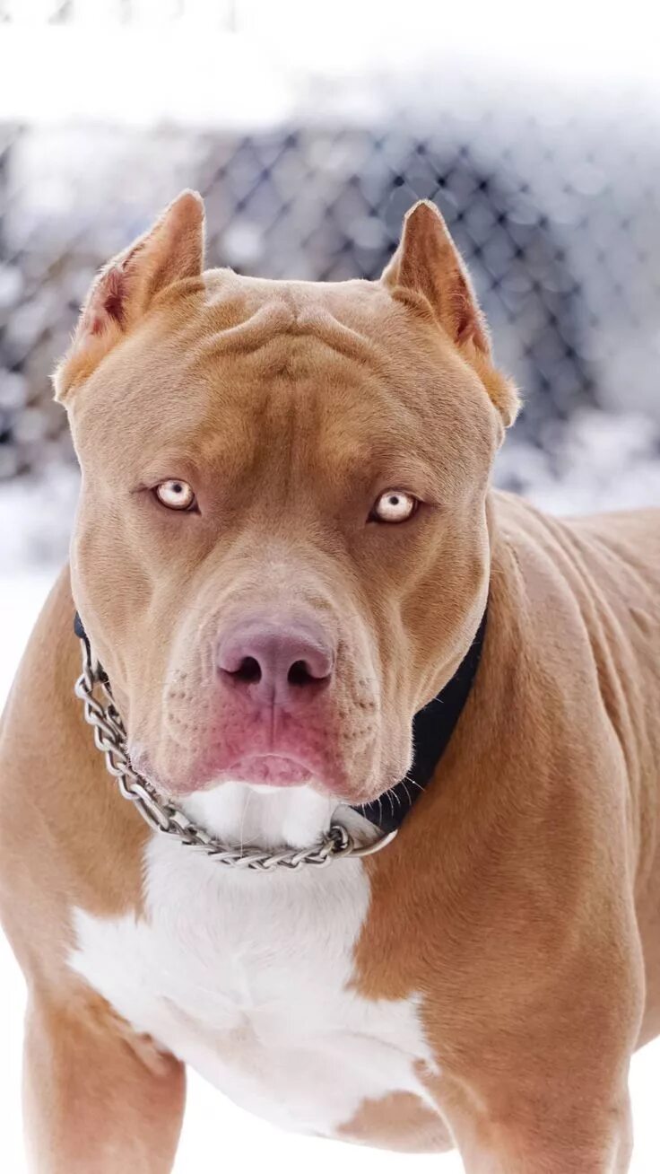 Питбультерьер собака фото Rare pitbull iPhone Wallpaper Razas de perros pitbull, Tatuajes de perros pitbul