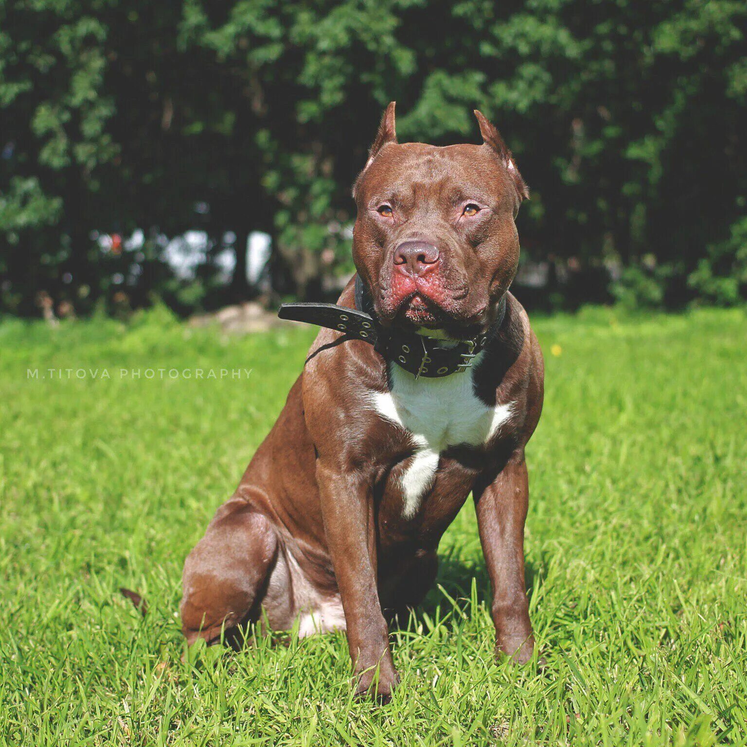 Питбультерьер собака фото American pit bull Terrier Pitbull terrier, American pitbull terrier, Pitbulls