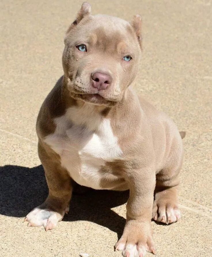 Питбультерьер собака фото Pin on Ast/pit/bully Cute dogs, Pitbull puppies, Cute puppies