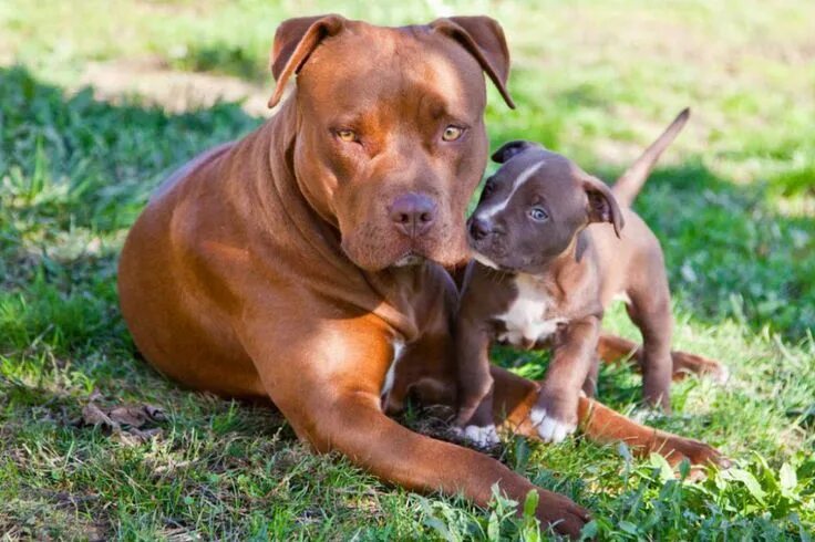 Питбультерьер собака фото Мифы и факты о питбулях Pitbulls, Pitbull terrier, Dog photos