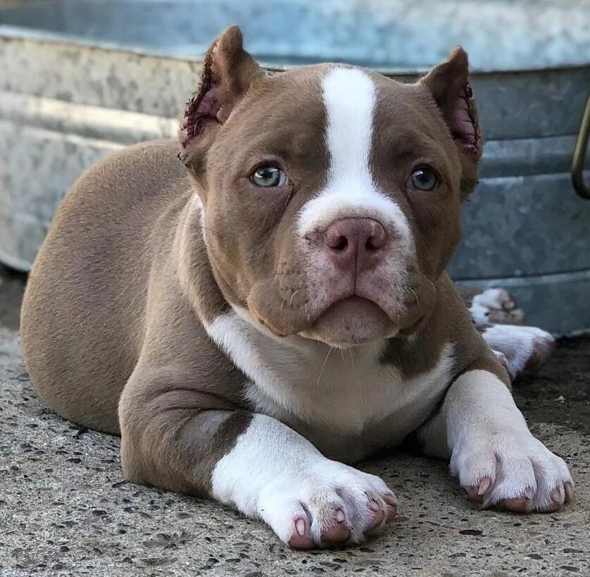 Питбультерьер собака фото Pin on Amstaff/Bullies & Co Pitbull puppies for adoption, Pitbull puppies for sa