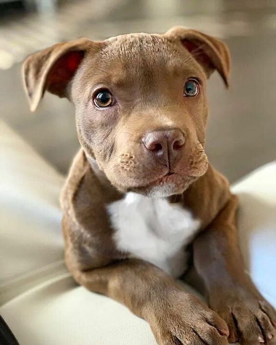 Питбультерьер собака фото Pit Bull Awareness Month: 7 Videos Of Pit Bulls Being Cute, Funny, & Awesome Cut