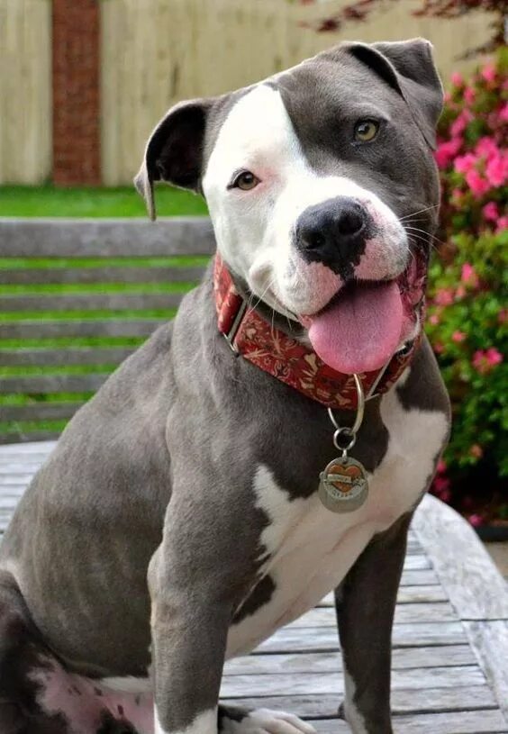 Питбультерьер собака фото Cute Overload: 5 Cutest Smiling Puppy Faces you have ever Seen Pitbull puppies, 