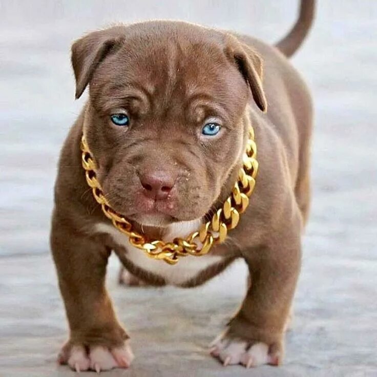 Питбультерьер собака фото Pin on minhas Cute dogs, Bully breeds dogs, Pitbull dog puppy