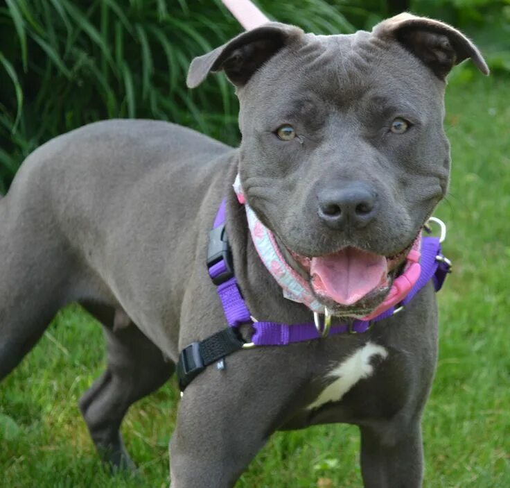Питбультерьер собака фото Cute and Funny Pit Bull Dog Pictures