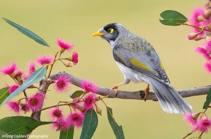 Пицца на работе фото Noisy Miner -(Manorina melanocephala) in Melboune, Australia by Greg Oakley. Bea