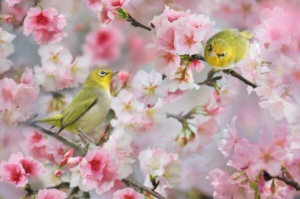 Пицца на работе фото Pin on Güzel Sözler ( Quotes ) Bird, Bird branch tattoo, Japanese cherry blossom