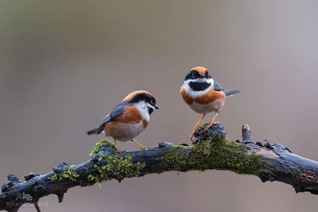 Пицца на работе фото Forest birds Flickr