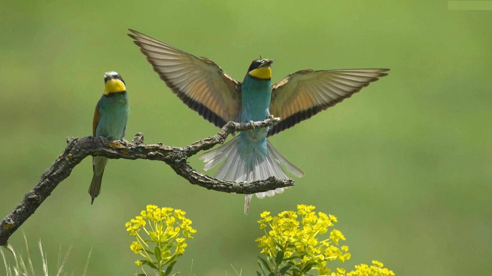 Пицца на работе фото You may also like Beautiful bird wallpaper, Beautiful birds, Colorful birds