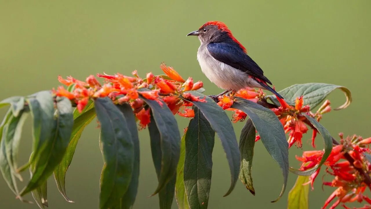 Пицца на работе фото Magnificent Birds And Relaxing Sounds Of The Forest Calm The Mind And Ease Nervo