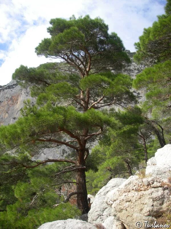 Пицундская сосна фото и описание Pinus pityusa - Image of an specimen - Plantarium