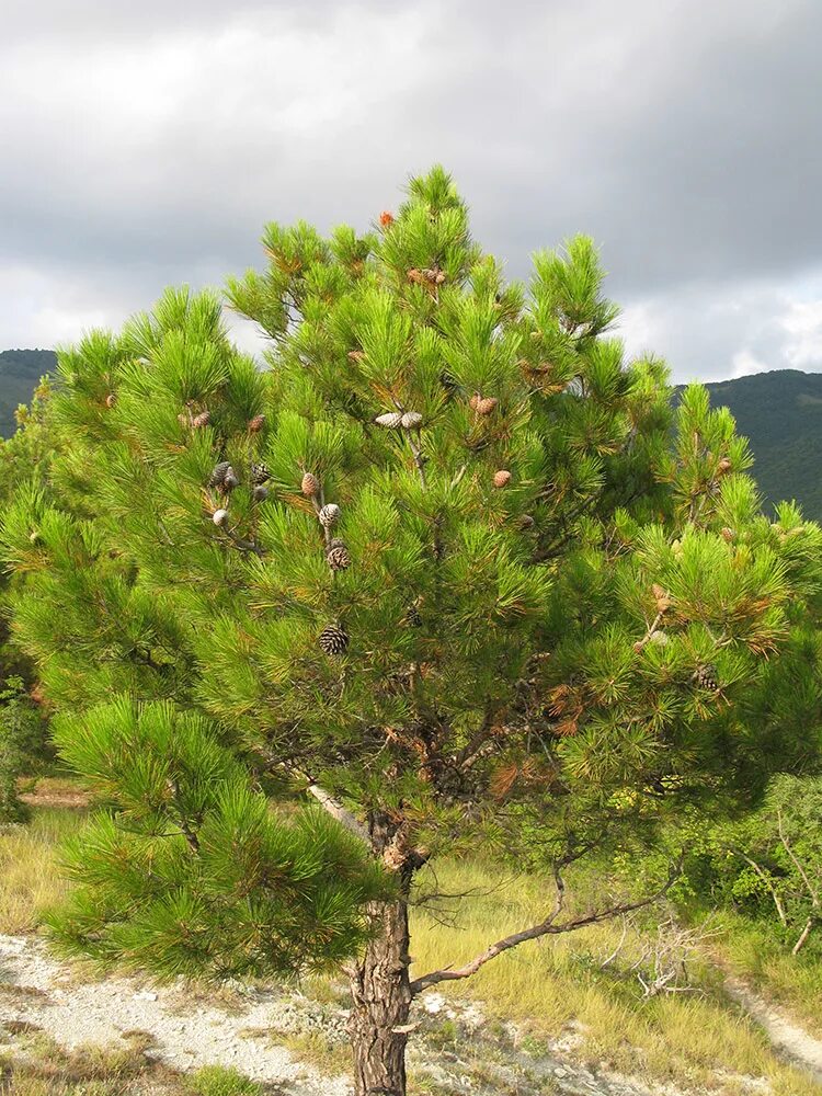 Пицундская сосна фото и описание Pinus pityusa - Image of an specimen - Plantarium