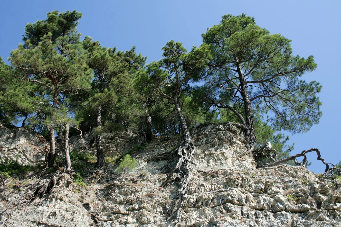 Пицундская сосна фото и описание Pinus pityusa - Image of an specimen - Plantarium
