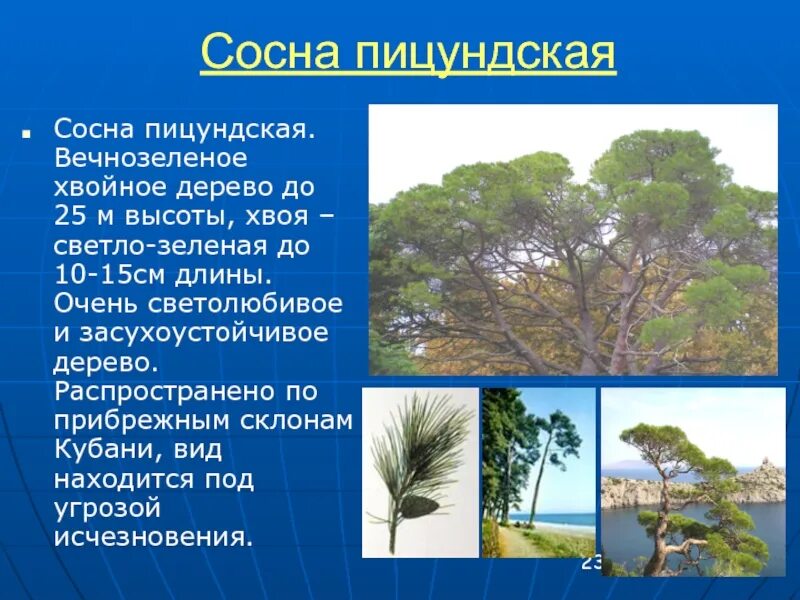 Пицундская сосна фото и описание Картинки СОСНЫ 4 КНИГА