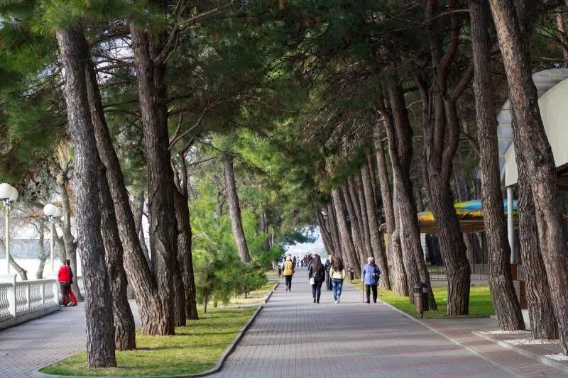 Пицундская сосна в геленджике фото Отдых в Геленджике 2024 из Минска - цены ж/д туры поездом