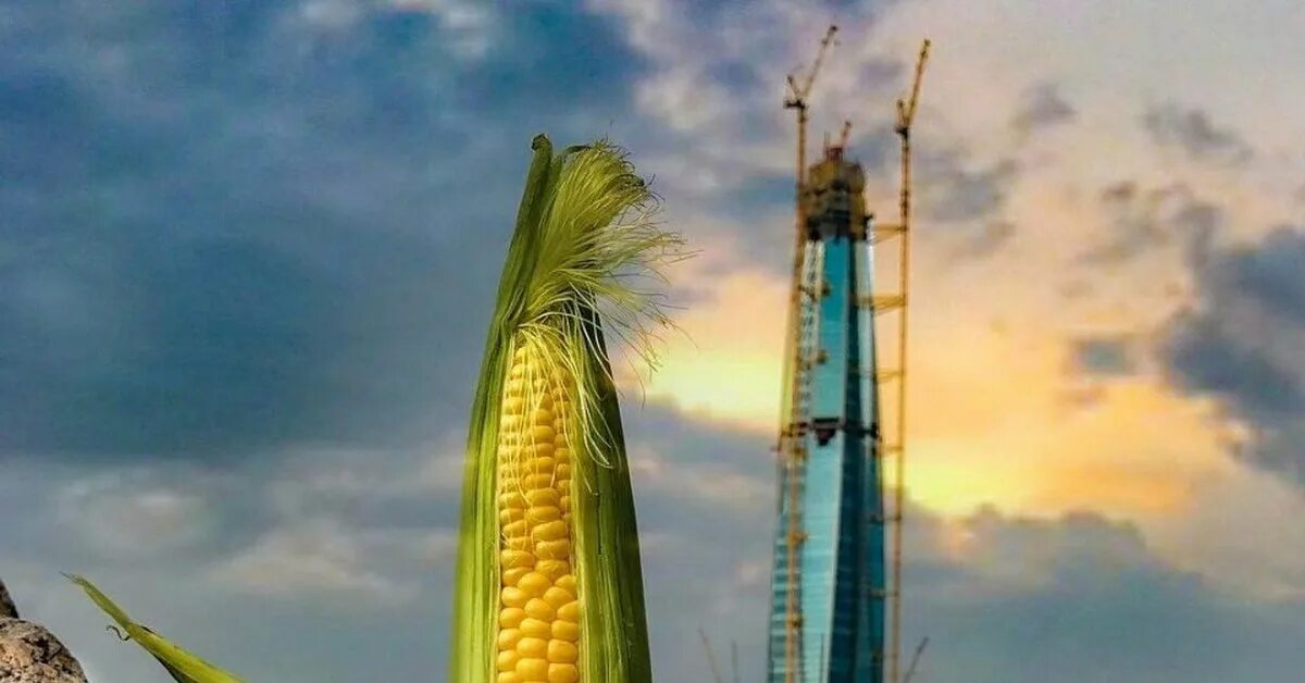 Питер кукуруза фото Неповторимый оригинал и жалкое подобие Пикабу