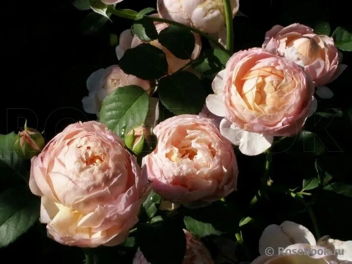 Питер пауль роза фото и описание Peter Paul Rubens Peter paul rubens, Rose, Flowers