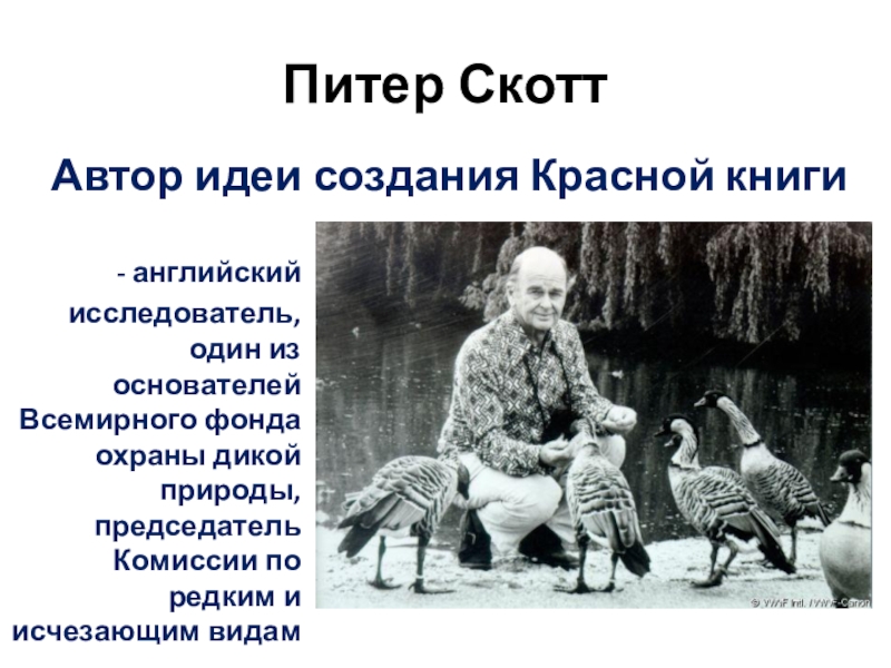 Питер скотт красная книга фото Питер скотт красная книга - CollectPhoto.ru