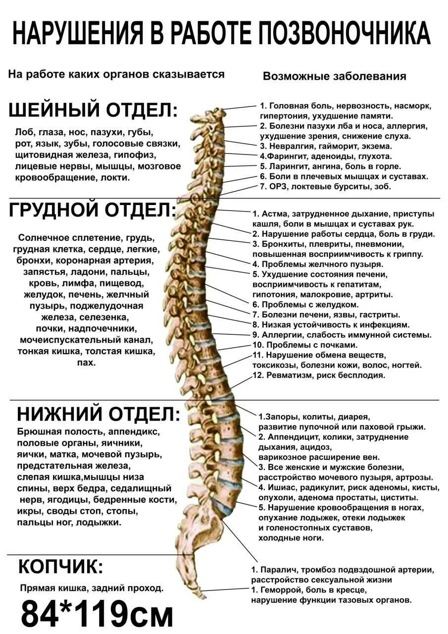 Плакат позвоночник и болезни медицинский фото Название позвонков позвоночника человека