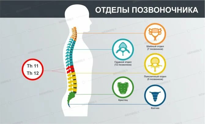 Плакат позвоночник и болезни медицинский фото Компрессионный перелом грудного отдела позвоночника (позвонка): чем грозит, симп