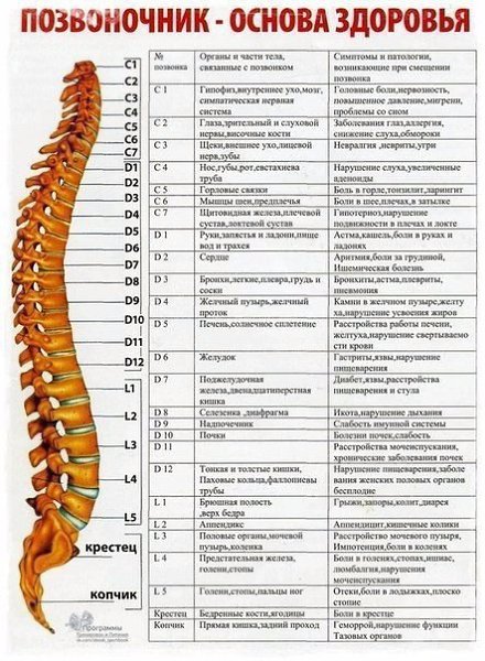 Плакат позвоночник и болезни медицинский фото Владимир, 71 год, Рыбы, из г. Москва познакомится c целью Семья,Совместный досуг