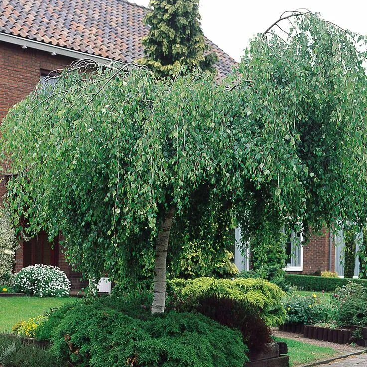 Плакучая ива фото на участке Betula pendula Youngii (Weeping Birch) J Parker Dutch Bulbs многолетники Betula 