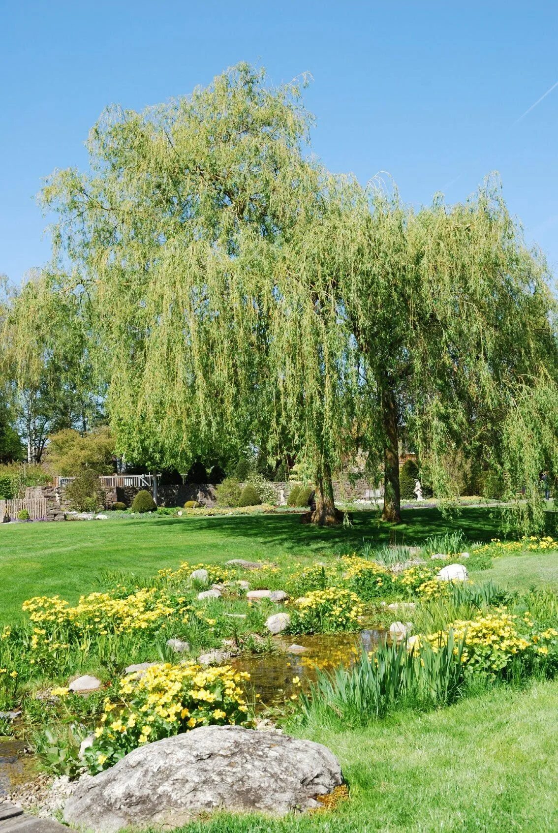 Плакучая ива фото на участке What Are Weeping Trees - Common Weeping Trees And Shrubs For The Landscape Garde