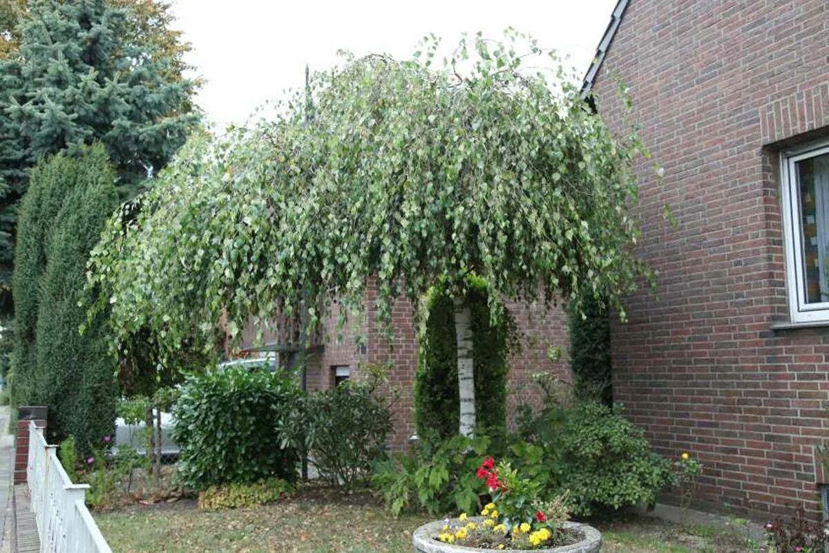 Плакучая ива фото на участке Береза повислая Юнги - Betula pendula Youngii D15 H200-220 купить в интернет маг