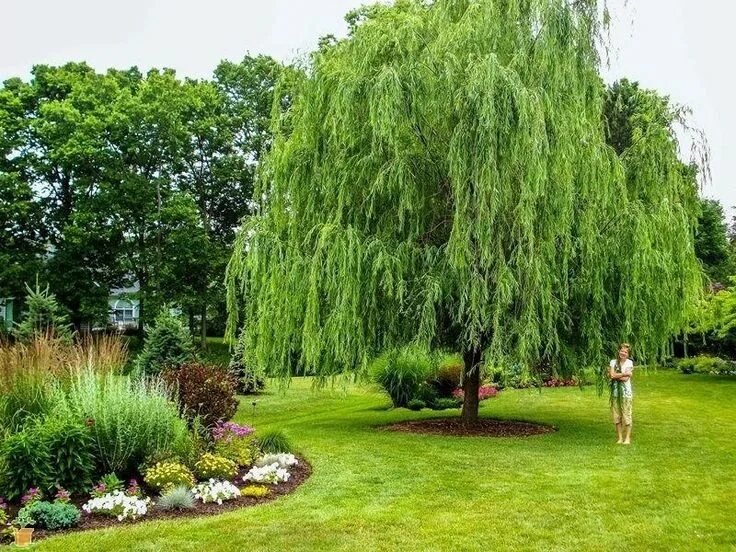 Плакучая ива фото на участке дачном Weeping Willow Weeping Willow Tree for Sale - PlantingTree Быстрорастущие деревь