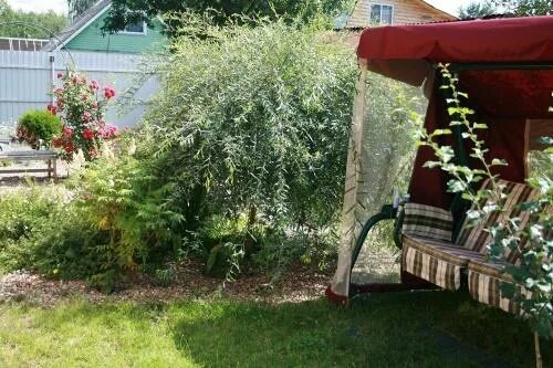 Плакучая ива фото на участке дачном Какую иву посадить на даче: карликовые и низкорослые виды, видео