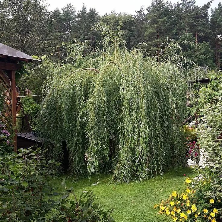 Плакучая ива фото на участке дачном Ива плакучая купить саженцы ивы почтой по низкой цене в интернет-магазине при пи