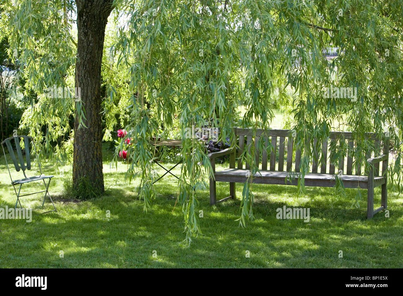 Плакучая ива фото на участке дачном Weeping willow hi-res stock photography and images - Page 6 - Alamy