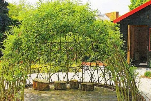 Плакучая ива фото на участке дачном Беседка из ивы Кустарники, Сад, Растения