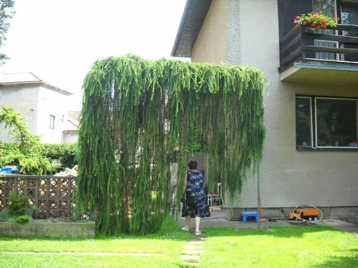 Плакучая ива фото на участке дачном Broom Universe 205 - Czech Masters 45 - Jiri Simunek - Conifers Forum - GardenWe