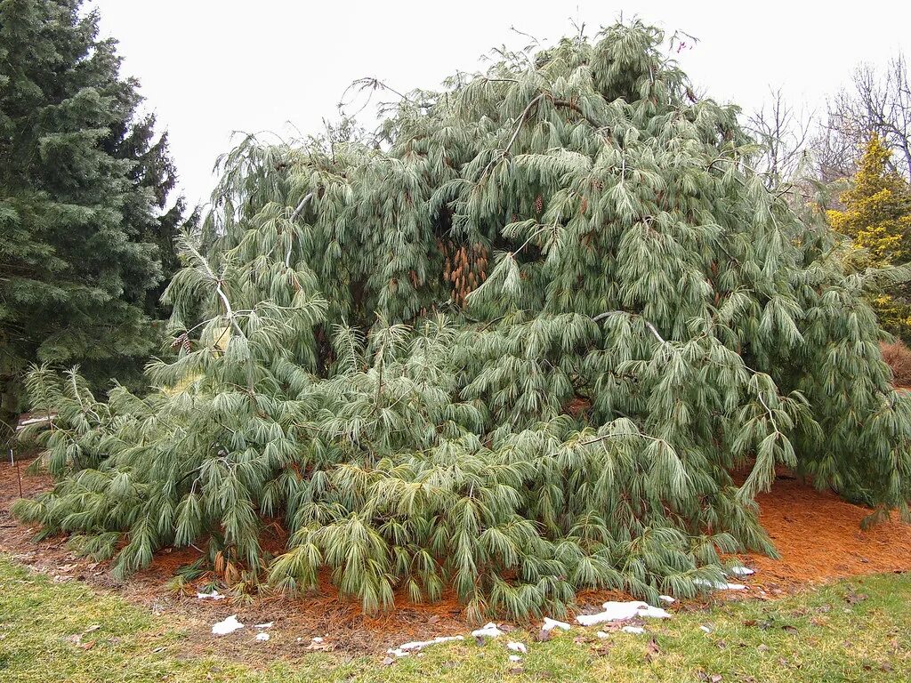 Плакучая сосна фото Pinus strobus 'Pendula' 2012 Pinus strobus 'Pendula' Weepi. Flickr