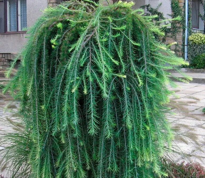 Плакучая сосна фото Купить Лиственница европейская Pendula - Лиственница - GardenPlants