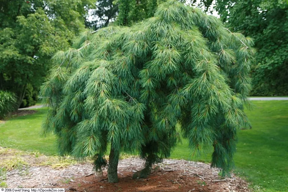 Плакучая сосна фото Weeping White Pine Tree Profile Weeping trees, Small weeping trees, White pine t