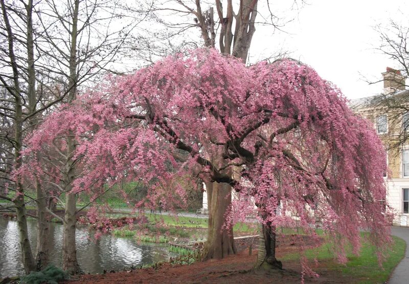Плакучая вишня фото Prunus subhirtella 'Pendula' - Weeping Higan Cherry (con immagini) Idee giardino