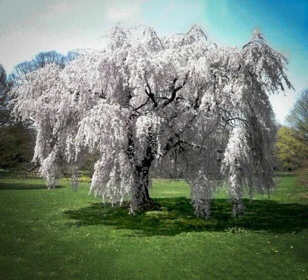 Плакучая вишня фото White Weeping Cherry Weeping cherry tree, Yoshino cherry tree, Flowering trees