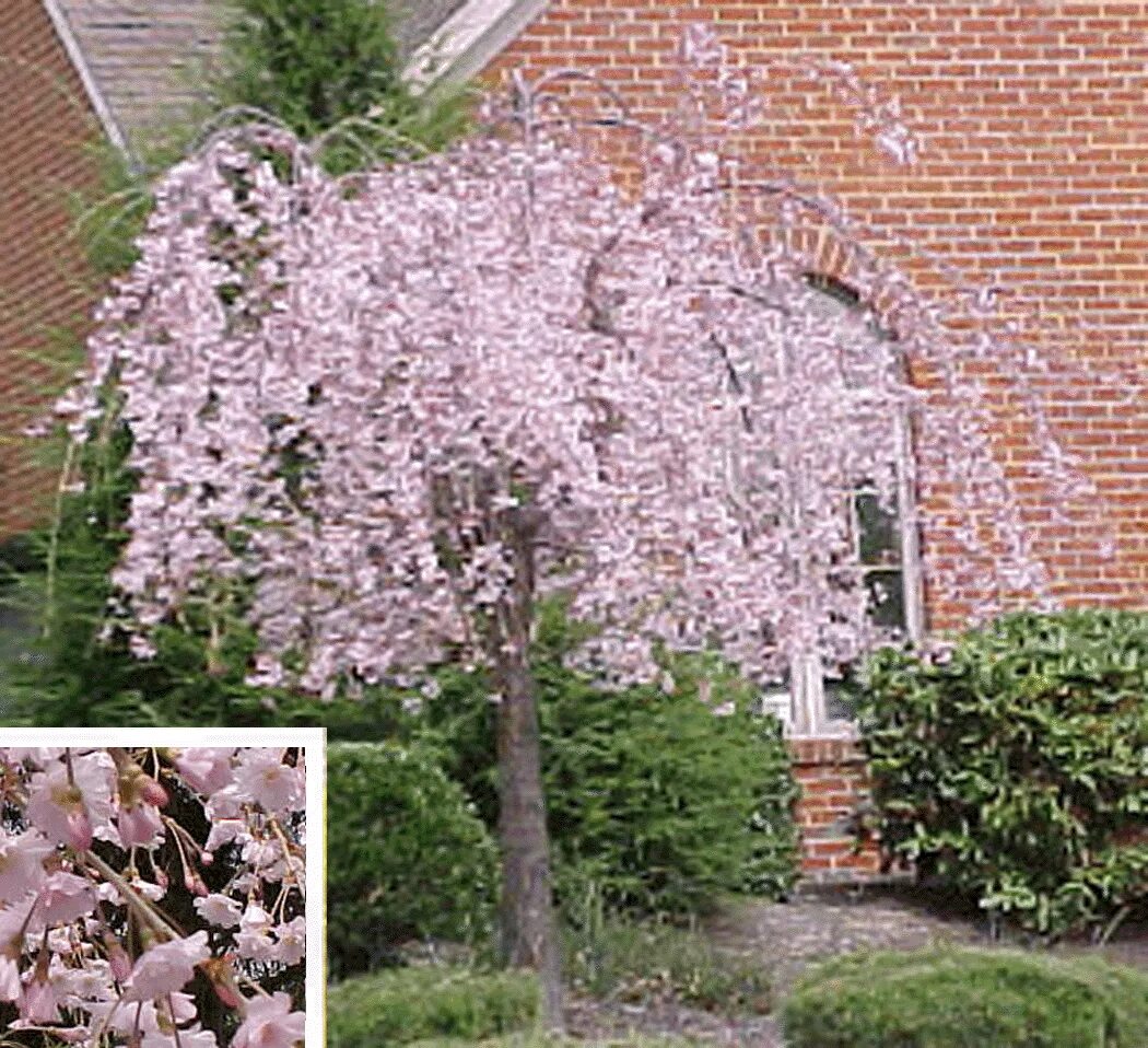 Плакучая вишня фото 404 Not Found Front yard landscaping, Flowering trees, Weeping trees