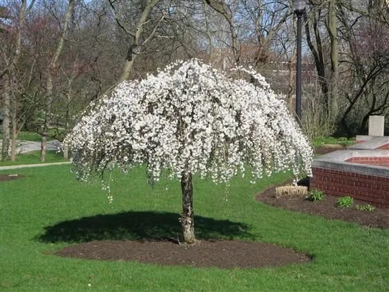 Плакучая вишня фото Prunus 'Snofozam'(SNOW FOUNTAIN ®) (Snow Fountain ® Weeping Cherry, Weeping Cher
